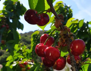 Cerises (retaillé)