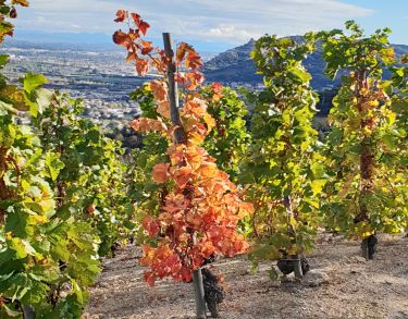 BP REA Vigne et Vin (retaillé)