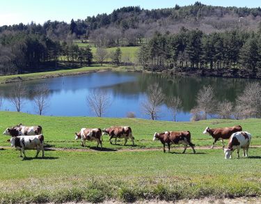 Vaches (retaillé)