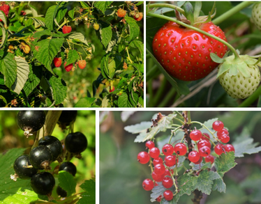 Formation Petits Fruits