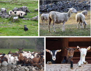 ATELIER PETIT RUMINANT