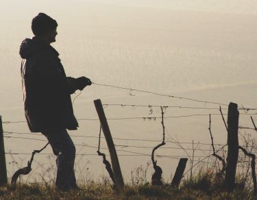 CAP A Vigne (éclairci)