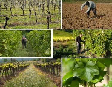 Formation Ouvrier Viticole