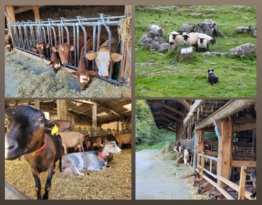 Formation Atelier Ruminants (375 × 293 px)